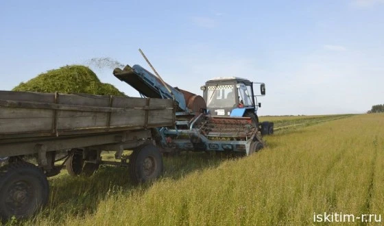 Льноводы завершают уборочную