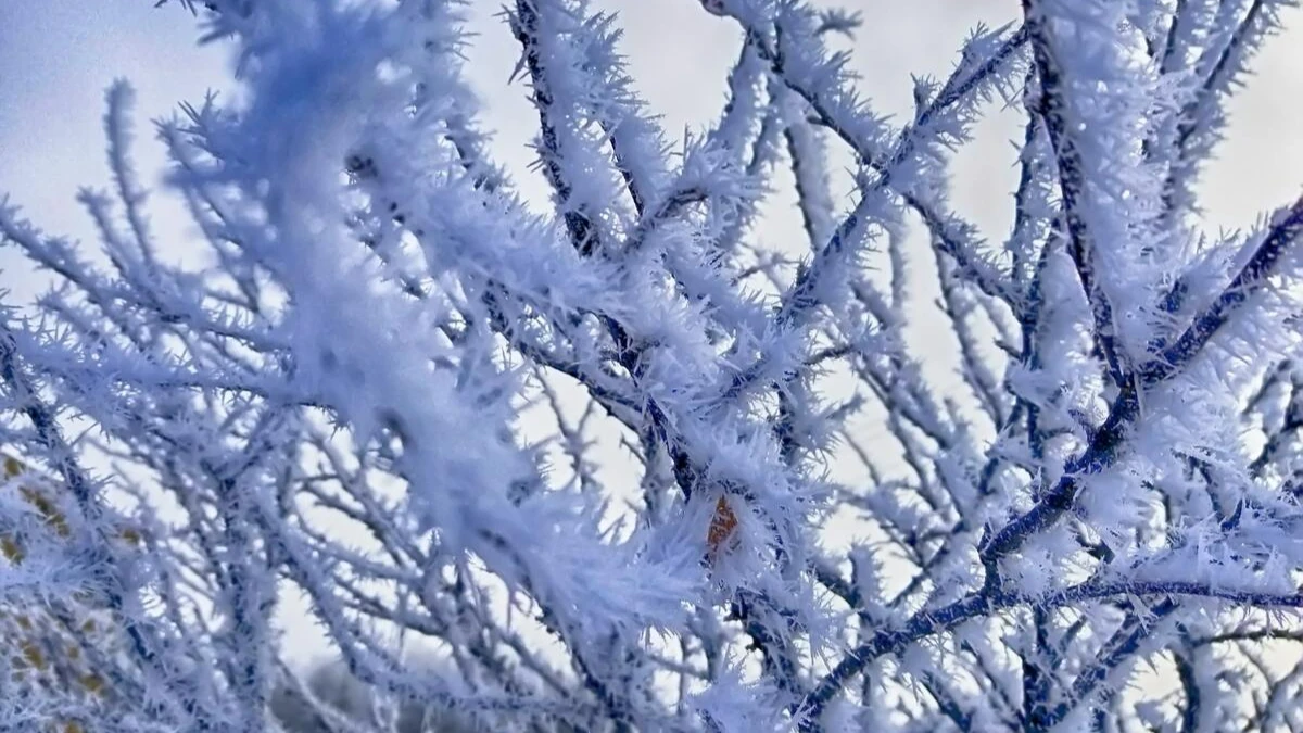 Минус 40: жителей Искитима и Новосибирска предупредили об аномальном холоде