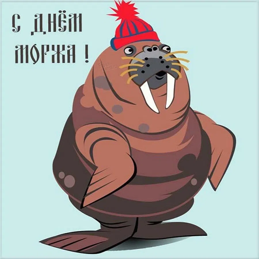С Днем моржа в России: улетные открытки и ледяной красоты слова всем любителям холодового плавания  24 ноября