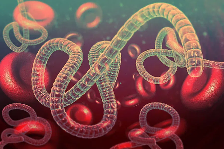 Испытание вакцины от лихорадки Эбола на людях уже началось