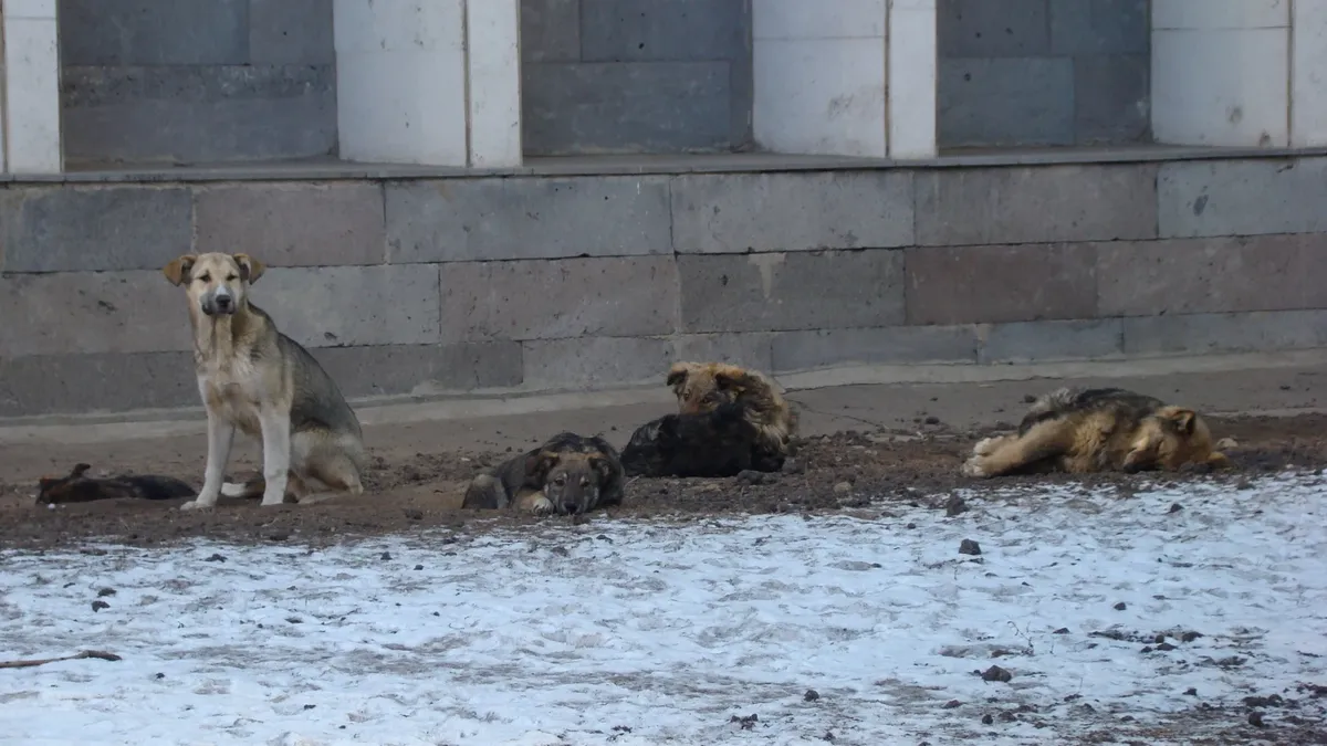 В Оренбурге выпустят на волю собак, насмерть загрызших малолетнего ребенка