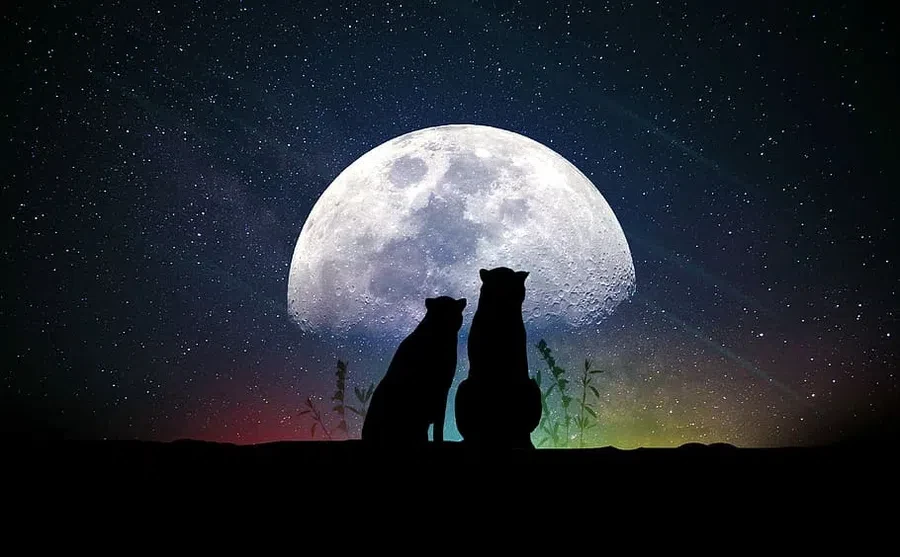 коты, луна, звезды