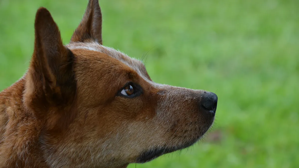 В Хадакте пенсионерку до смерти искусали собаки