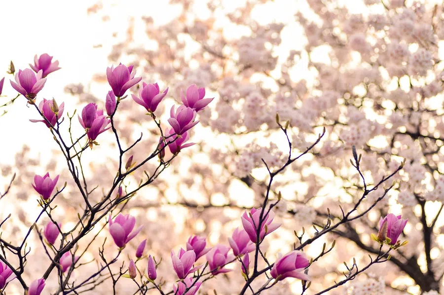 Весна приходит в разные регионы по-своему. Фото: Pixabay.com