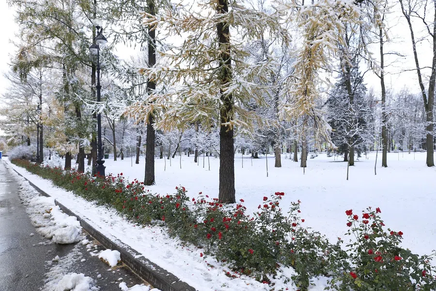 В Новосибирск и Искитим придут морозы до -20 градусов к концу недели