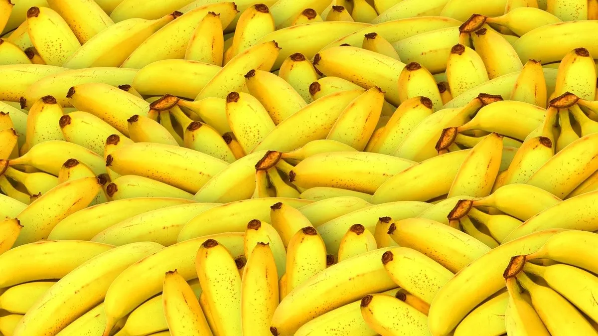 Россия остается без бананов. Фермеры тоннами выбрасывают бананы в Эквадоре.  Страна испытывает трудности в поставках бананов  из-за санкций