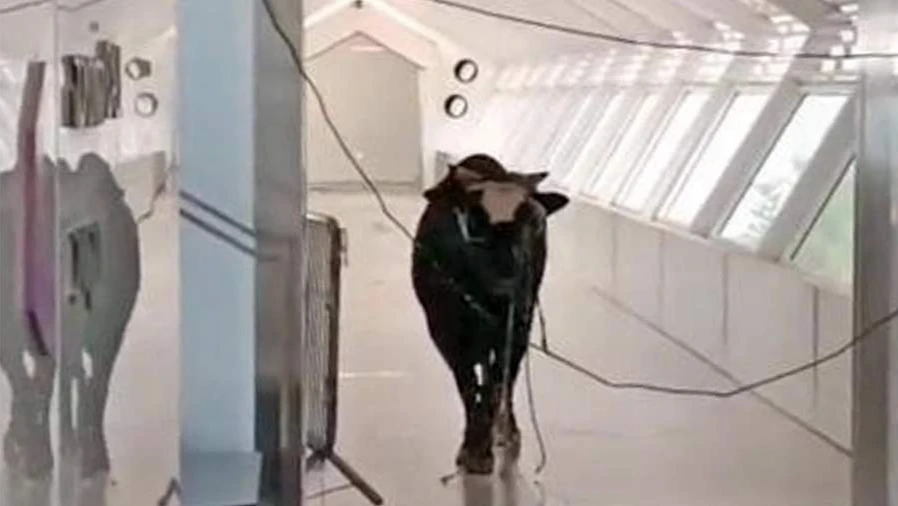 Разгневанный бык ворвался в отделение банка в Израиле и разгромил его