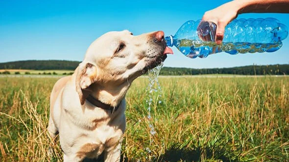 Гуляйте с собакой только до 8 утра или после 8 вечера в жаркую погоду, когда прохладнее - всегда носите с собой воду. Фото: Getty