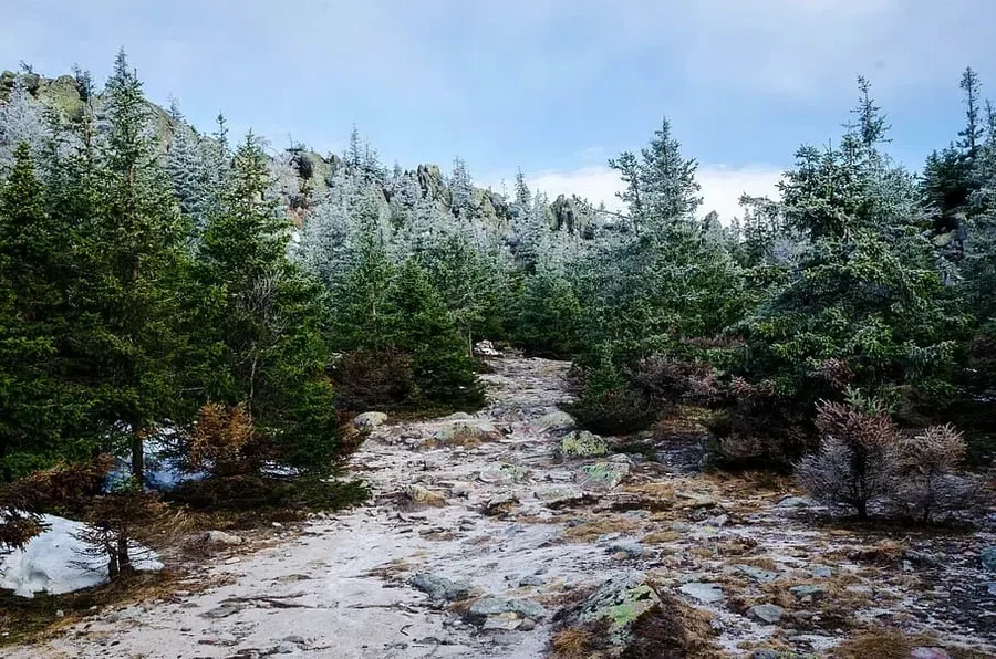 снег, ели, осень