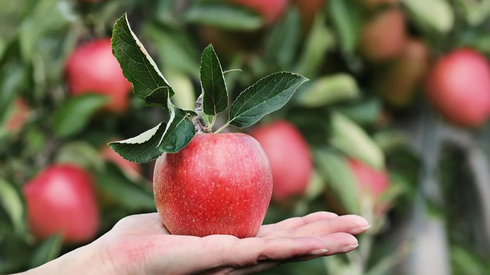 День яблочного турновера . Фото: pixabay.com