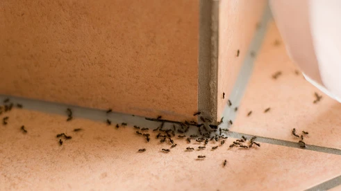 Как избавиться от муравьев в доме с помощью домашних средств: сода, мел. лимон и мята
