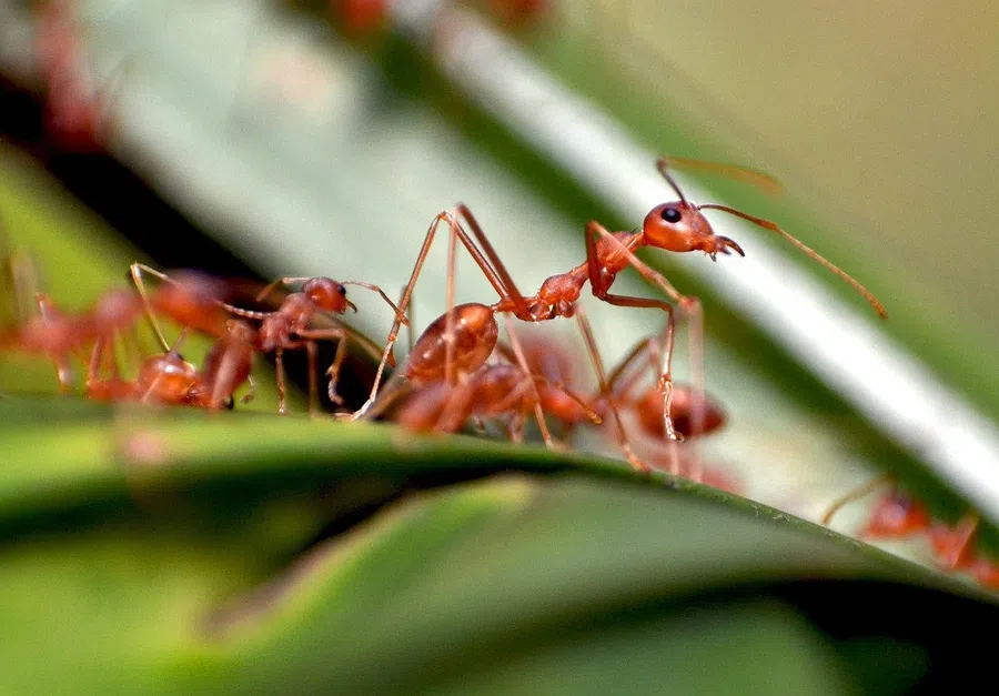 Как уничтожить кусачих красных муравьев на даче и огороде