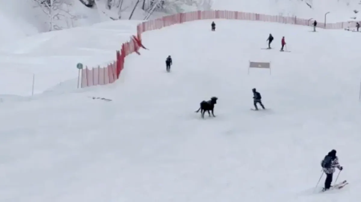 В Сочи на горнолыжном курорте бык забодал отдыхающих и попал на видео