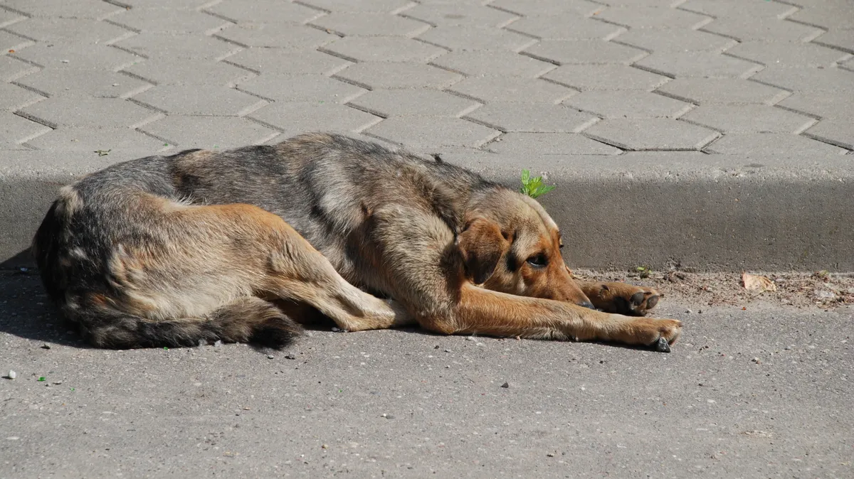 В Барнауле 12-летний мальчик, спасаясь от стаи собак провалился в яму и сломал ногу