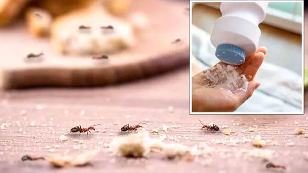 Специалист по уборке рассказала о дешевом способе держать муравьев подальше от дома