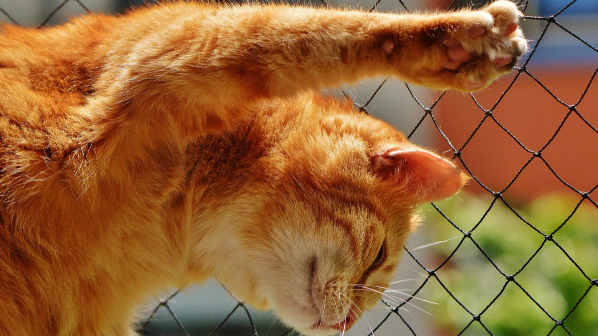 Кошки разговаривают с человеком: ученые доказали, что кошки понимают, когда с ними говорят напрямую 