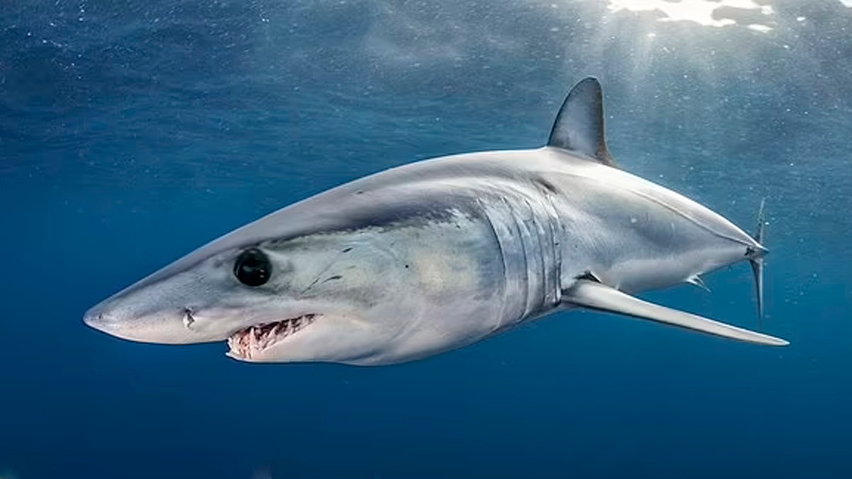 Длинноплавниковая акула мако