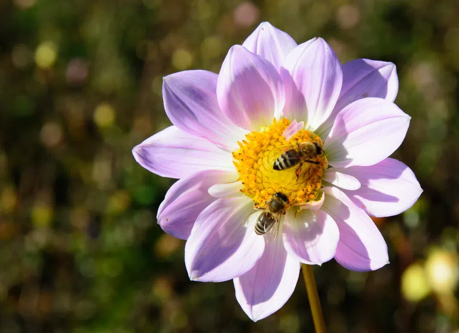24 сентября присутствие пчел является большой приметой