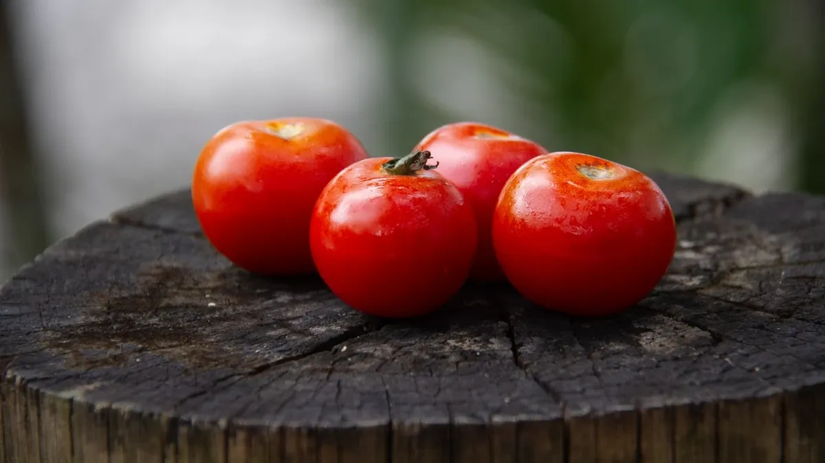 Урожай помидоров. Фото: www.pexels.com