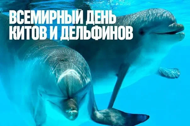 23 июля - Всемирный день китов и дельфинов
