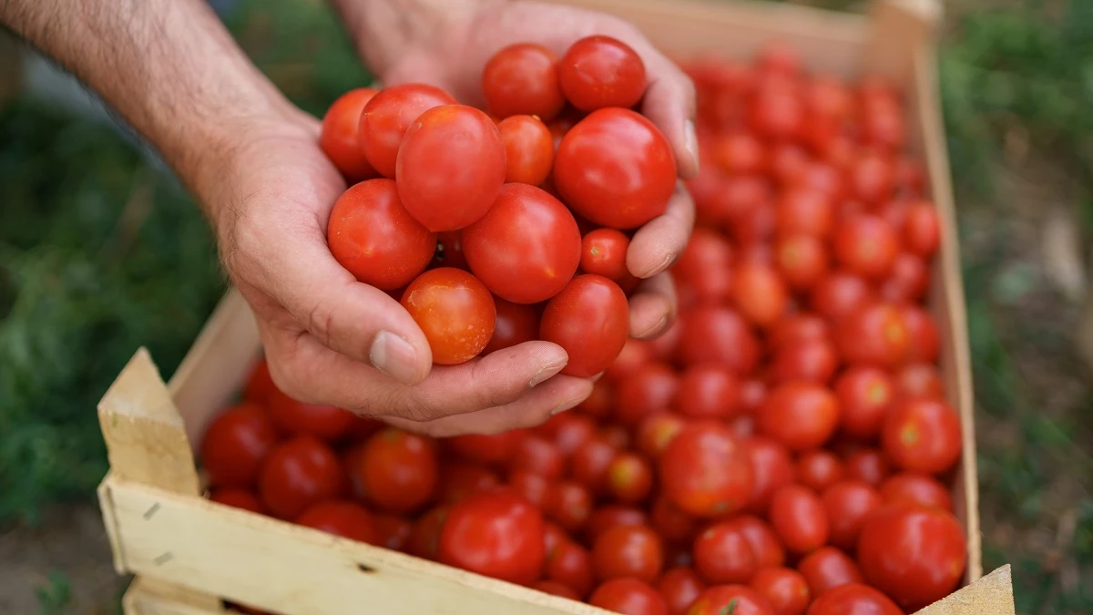 Как подкормить томаты, перцы, огурцы и добиться хорошего урожая – 5 полезных рецептов