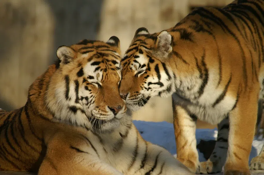 В Хабаровском крае в поселке нашли погибшими двух тигрят на крыльце частного дома
