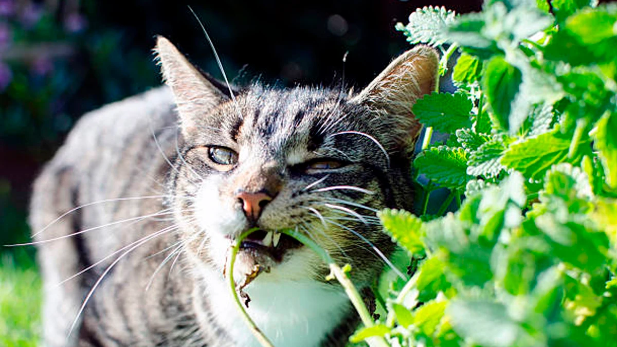 Эксперт назвал шесть цветов, которые ядовиты для кошек: самые токсичные растения, которых следует избегать