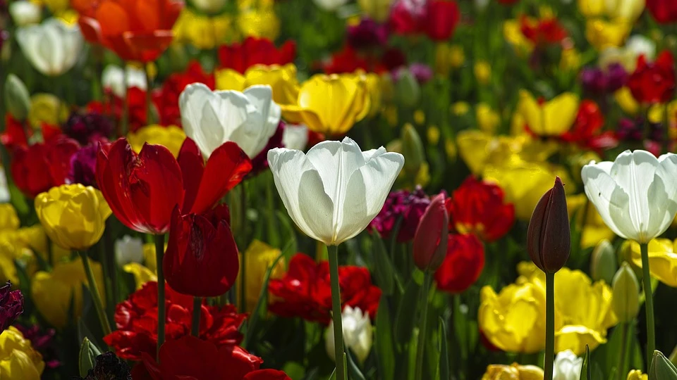 Тюльпаны — это цветы, не требующие особого ухода, и по этой причине они редко нуждаются в воде.  Фото: pixabay.com
