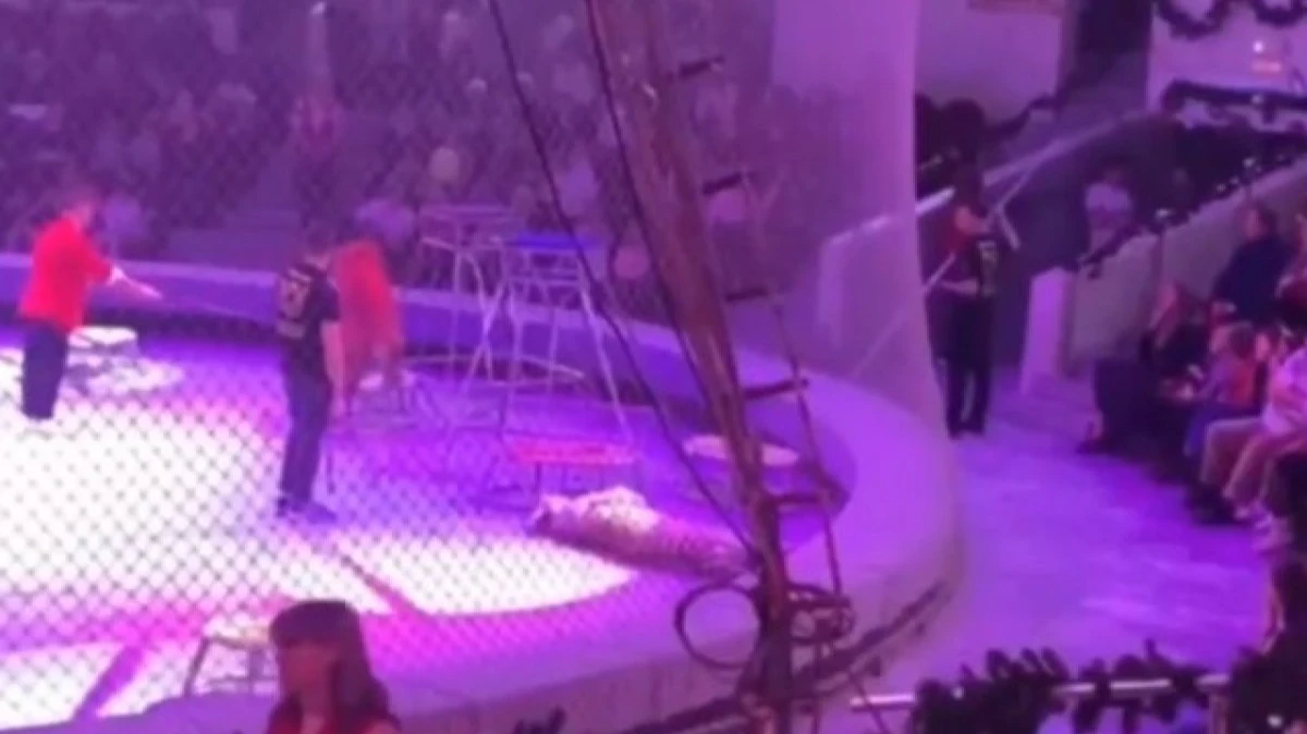Тигрицы устроили жестокую драку во время представления на арене цирка в Кисловодске. Запашный не смог их остановить
