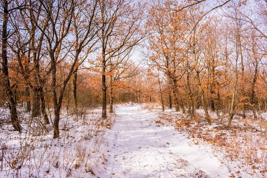 Погода в Искитиме 21 ноября 2021: Если на Михаила ночь ясная, то зима будет снежная и красная.