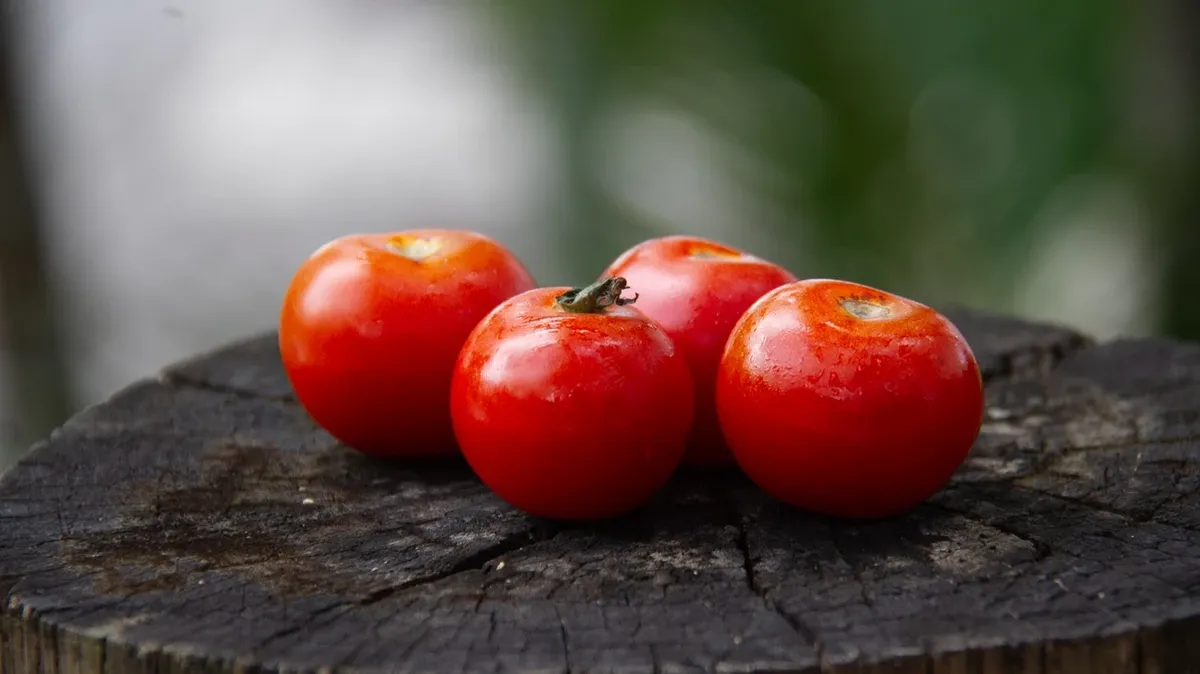 Урожай томатов. Фото: www.pexels.com