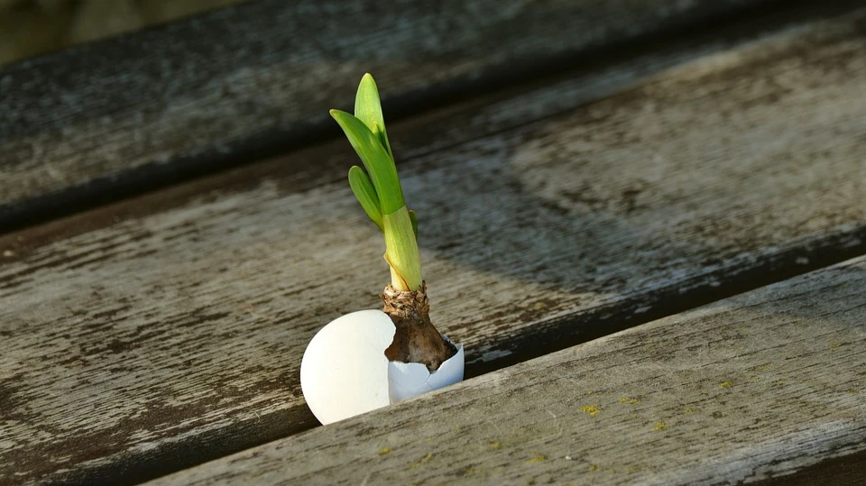 Как правило, нет необходимости размещать луковицы в помещении перед пересадкой, так как растение полностью выносливо и хорошо переносит зимнюю погоду. Фото: pixabay.com