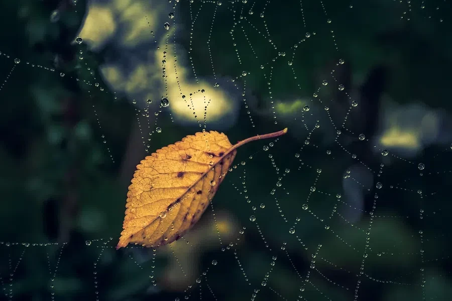 pixabay.com