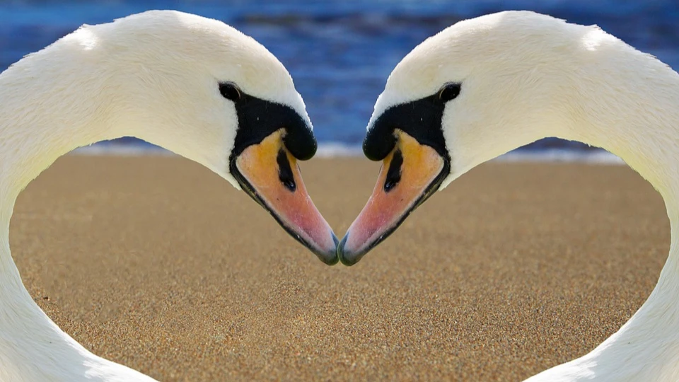 Всемирный день поцелуя. Фото: pixabay.com