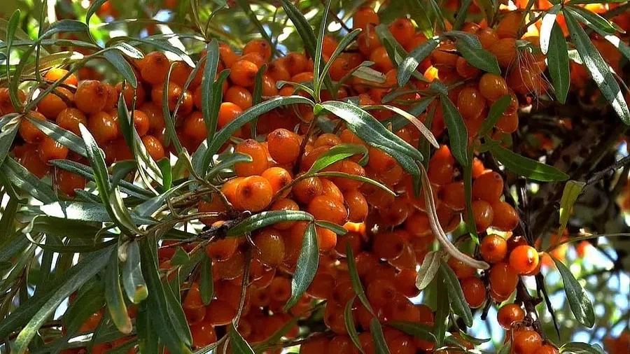 piqsels
