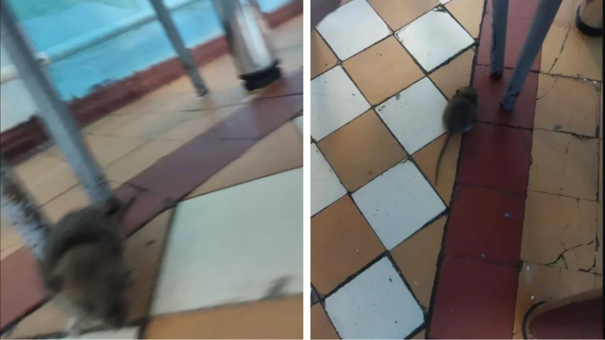 Учащиеся гимназии Екатеринбурга  во время обеда засняли бегающих крыс в столовой