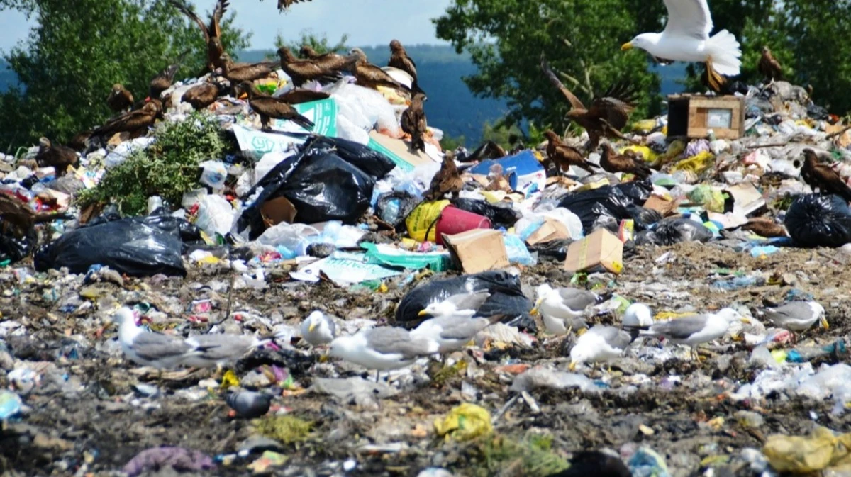 Росприроднадзор запретил скандальную мусорную свалку в Искитимском районе: Полигон ТКО бизнесмена Виктора Голубева у кладбища Бердска не прошел экологическую экспертизу