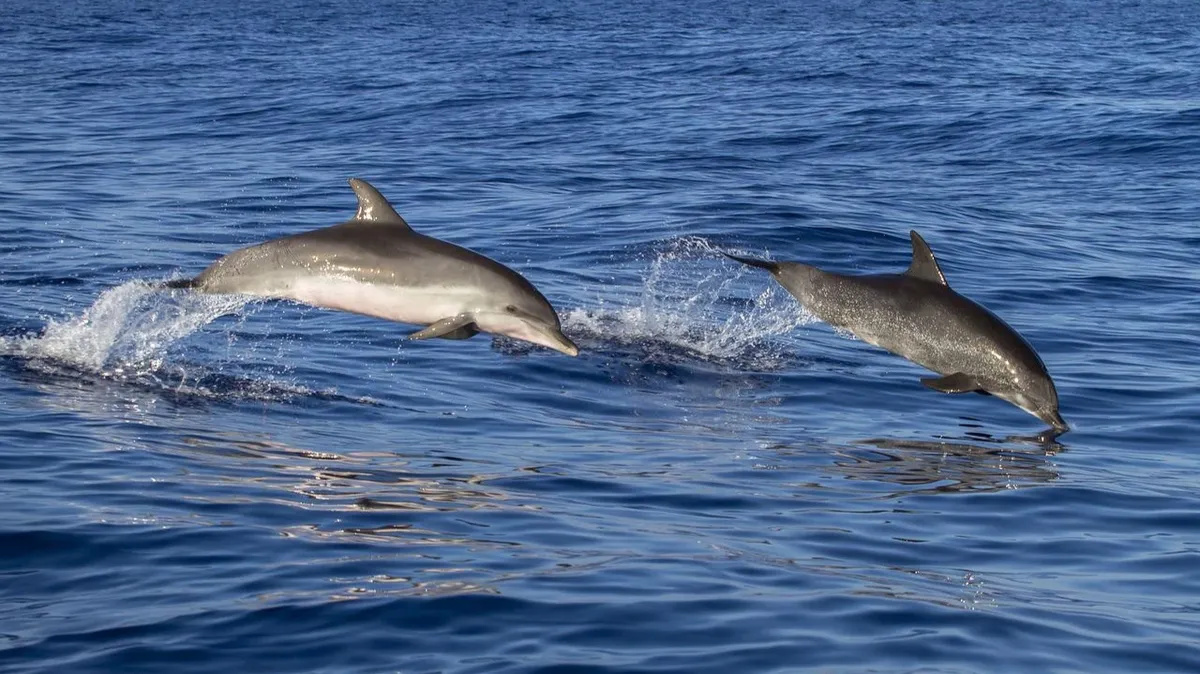Дельфины специально выстраиваются в очередь, чтобы использовать кораллы в качестве лекарства от кожных заболеваний: морское исследование