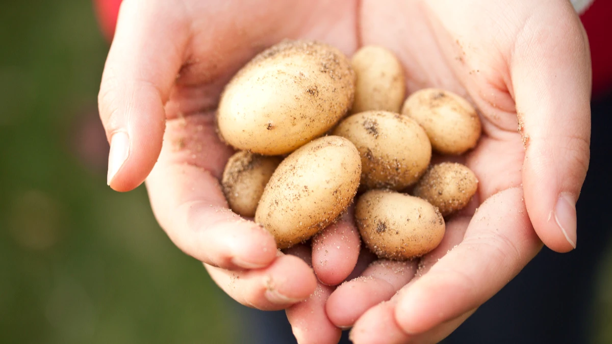 Когда копать картошку? Лучшие и худшие дни для копки раннего картофеля в августе по лунному календарю-2022 – 20 рекомендаций по хранению осенью и зимой 