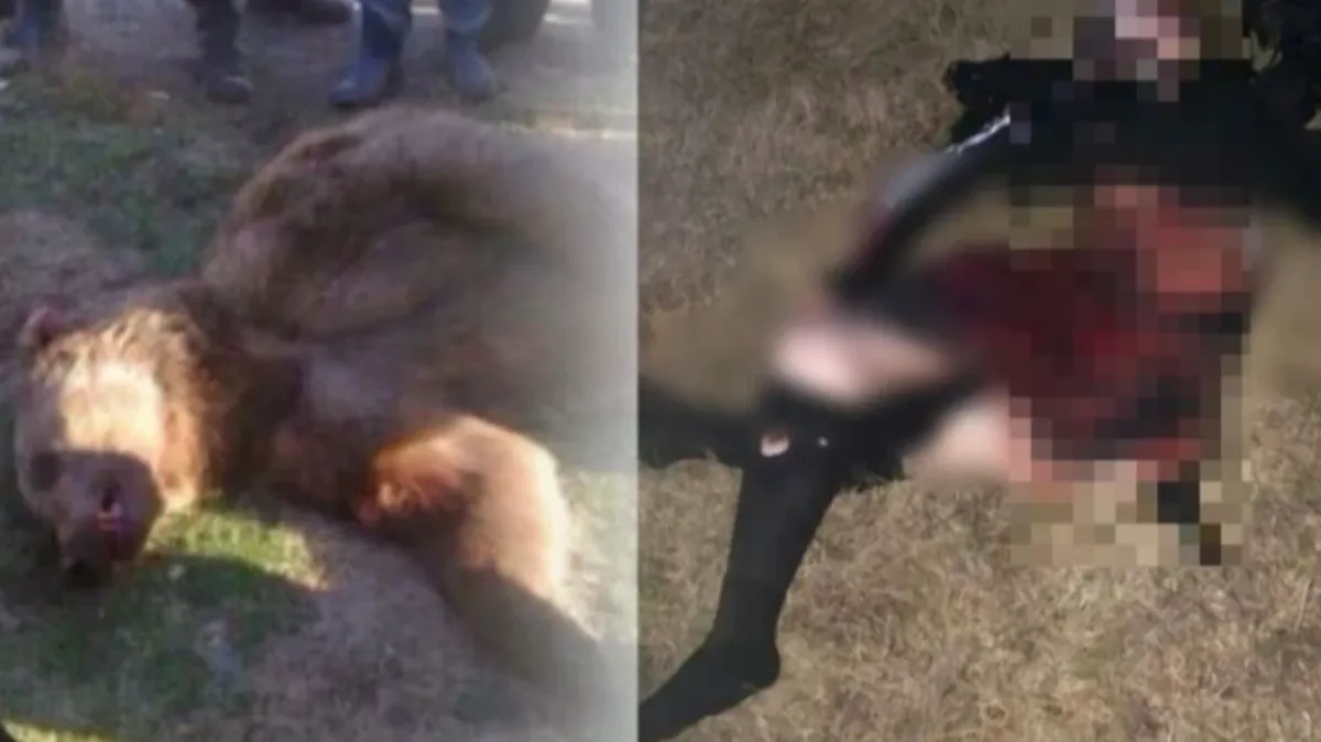 В сети распространяется информация о «буйстве» медведя в регионе. Фото: соцсети