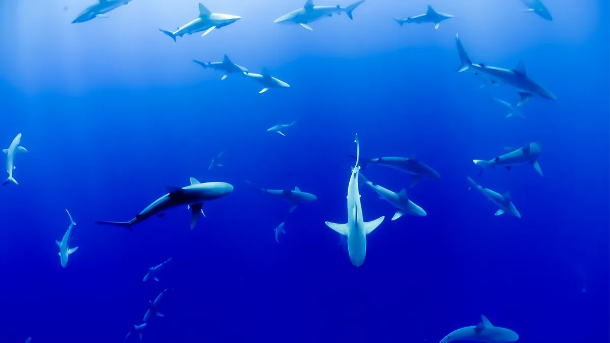 Акулы все чаще атакуют людей. Фото: pxhere.com