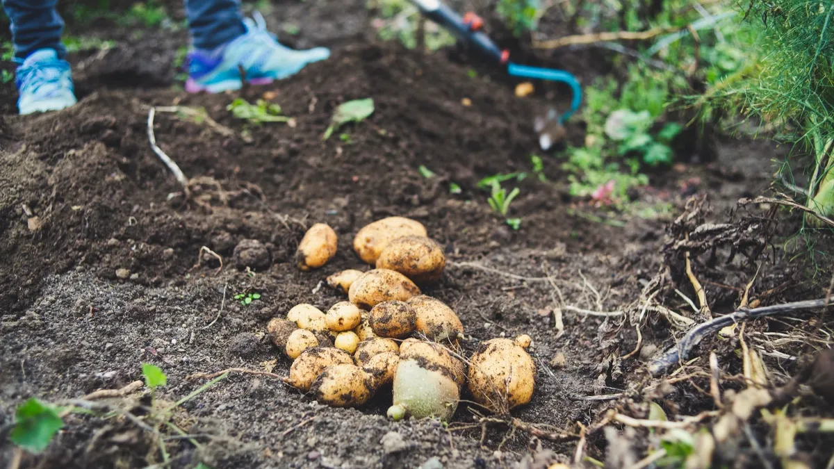 Когда копать картошку в августе и сентябре 2023 в России и Сибири: лучшие и худшие даты по лунному календарю