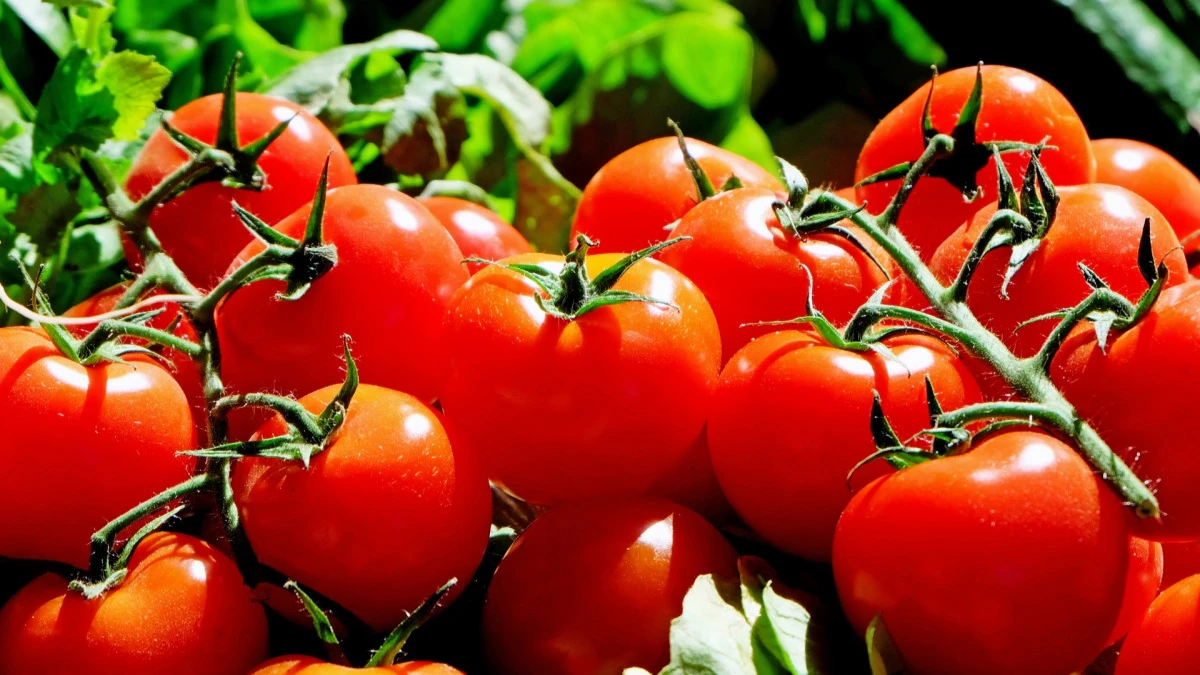 Как заставить помидоры созреть быстро в конце июля и начале августа - что нужно срочно обрезать у томатов 