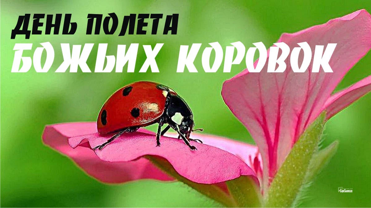 День полета божьих коровок. Иллюстрация: «Весь Искитим»