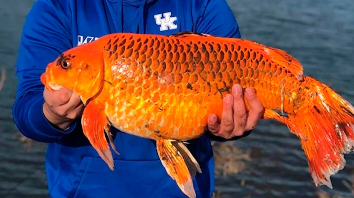 Эксперты: золотые рыбки, выпущенные в дикую природу, превращаются в огромные машины для убийства 