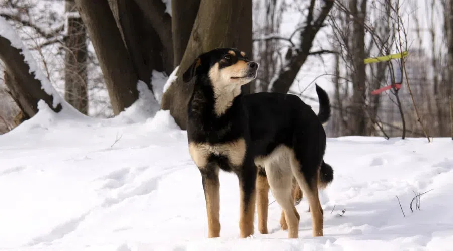 В Якутске обнаружили растерзанное собаками тело женщины. Животные напали на нее уже после смерти