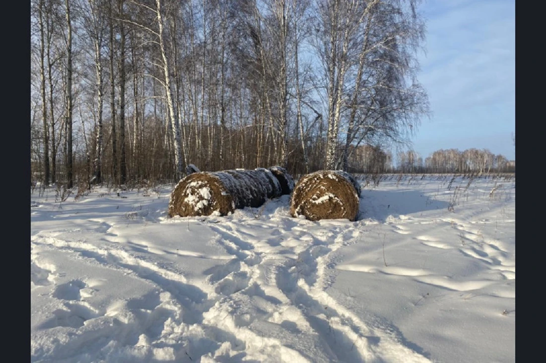 Правительство НСО