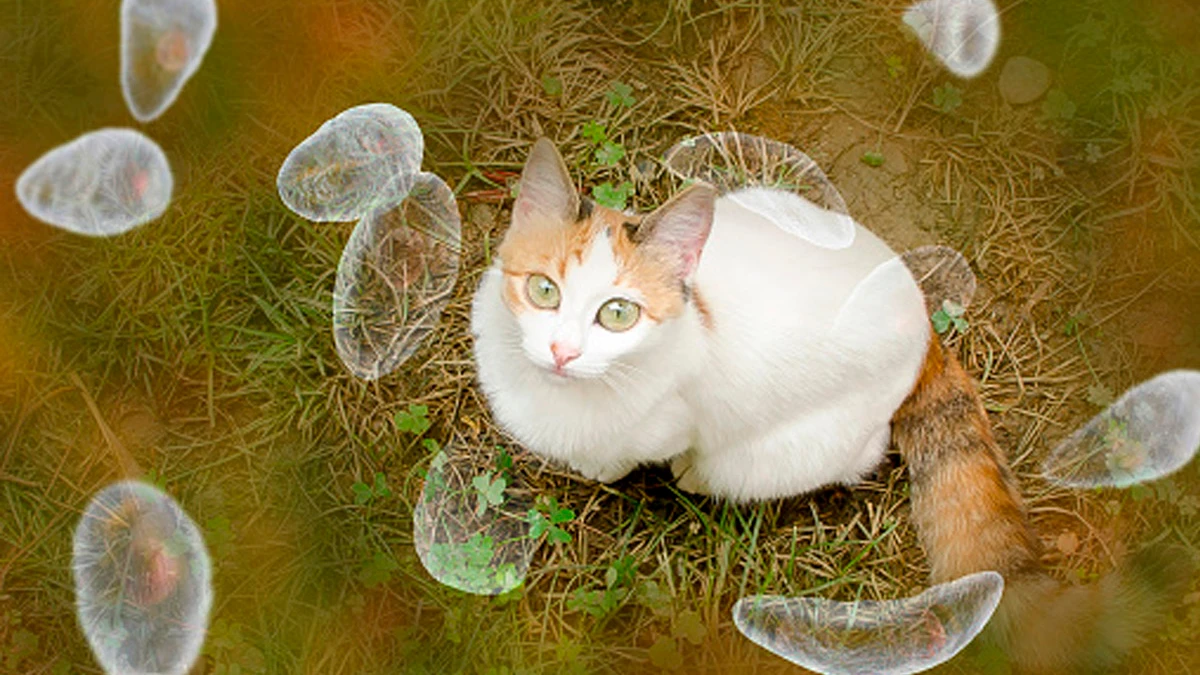 Паразиты, изменяющие сознание, распространяемые кошками, делают зараженных людей более привлекательными. Фото: Pixabay.com