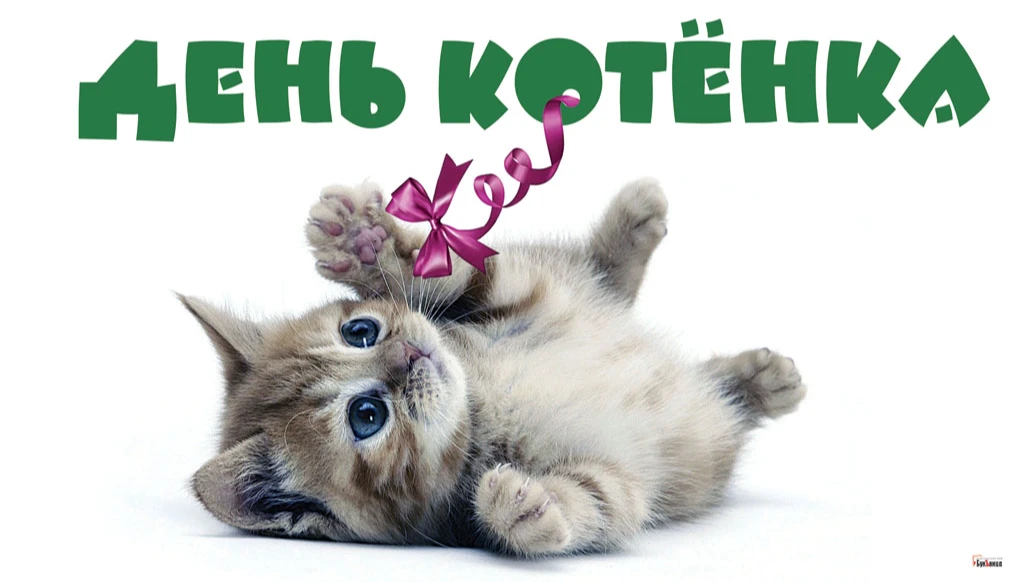 Прикольные открытки в День котенка 10 июля для россиян