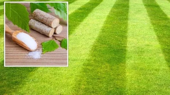«Повышает зелень вашего газона»: используйте сахар, чтобы «улучшить здоровье» вашей травы летом. Фото: Getty